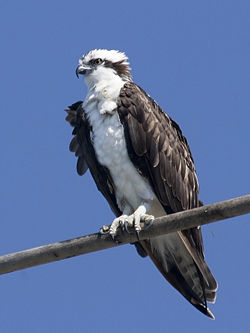 An Osprey of the North American subspecies